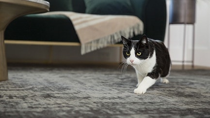 Indoor cat nutrition