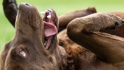 Is Your Lab Hyper of Just Energetic