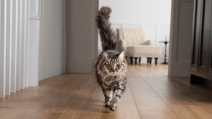 Walking Cat